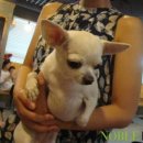 노블도그 이미지