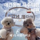 레전드 국제식 대대 전용 | 여행-배편] 제주도 반려견 동반 배 VS 비행기 비교 후기/차량선적 꿀팁, 비용 총정리 완도에서 제주행 배편