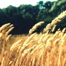 옥천식당 이미지