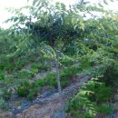 하늘농장2 이미지