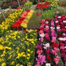 경기꽃화훼 이미지