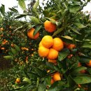 와와양꼬치 이미지