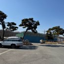 강덕리 | 안성 소나무전지작업 전문업체 트리앤플라워 30년 경력 후기