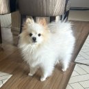 시현펫살롱 이미지