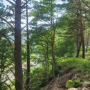 금강송계곡민박 이미지