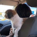 꼬꼬시티고양 | [ 고양 일산 ] 애견 / 대형견 카페 + 넓은 운동장 추천 : 피터팻츠 peterpet's