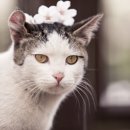 꽃냥이 이미지