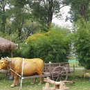 보강천 미루나무숲 이미지