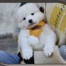 여주켄넬 이미지