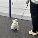 엔젤짐 반려견 아카데미 이미지