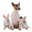 안양김준동물병원 이미지