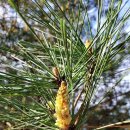 송화 농장 이미지