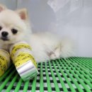 더바른동물병원 앞 이미지