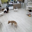 양코치 애견카페 이미지