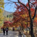 붓꽃섬 | 서울대 안양 수목원 답사