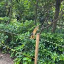 숲(Forest) | 이시가키지마 여행 - Squirrel Monkey Forest : 다람쥐 원숭이 숲 후기