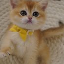 애월캐터리 이미지