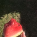 Watermelon sugar 이미지
