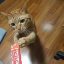 그루밍츄 이미지