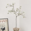 크로키아 이미지