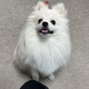 복이네도그살롱 이미지