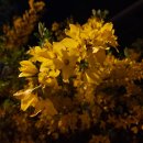 개나리공원4 이미지