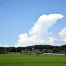 배롱나무길 이미지