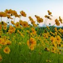 금강수변공원(보람동) 이미지