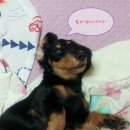 댕이의하루 이미지