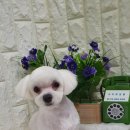 아라펫살롱 이미지