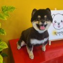 픽 앤 펫 애견 미용실 이미지