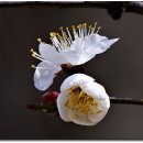 매화공원 이미지