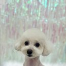 모랑펫살롱 이미지