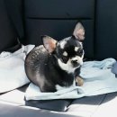 이플동물병원 이미지