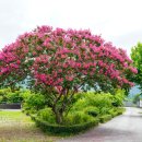 정원캠핑장 이미지