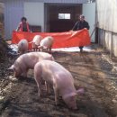 병걸농장 이미지