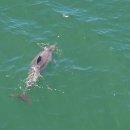 돌고래 | 시드니 포트스테판투어 돌핀크루즈 돌고래왓칭 후기 꿀팁 날씨