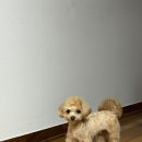 뽀드득블랑스파