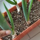 새부산식품 이미지