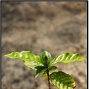 커피나무 이미지