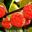 노화농장 이미지