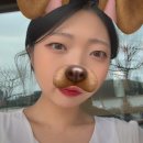 퍼피펍피 이미지