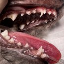 강동큰숲동물병원 이미지