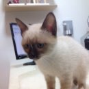 가로수동물병원 이미지