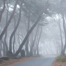 소나무풍경 - 김포시 양곡로373번길 61-26 | 소나무풍경