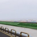 탑동 테마거리 이미지