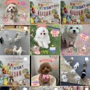 아토맘 수제간식 이미지