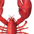 C.K뉴욕바닷가재 이미지