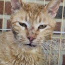 (주)사랑메디컬 | 광주 공감동물병원(24시공감동물메디컬센터) : 고양이(길고양이) 구내염 전발치 수술 후기