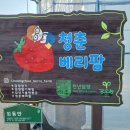 청춘베리팜 네이버블로그